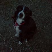 Border collie Tezz