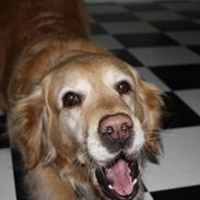 Golden retriever Cuba