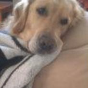 Golden retriever Simba