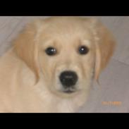 Golden retriever Simba