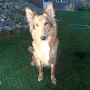 Blanding af racer Freya