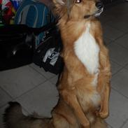 Blanding af racer Freya