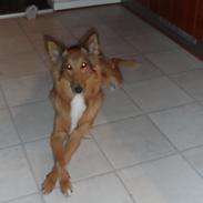 Blanding af racer Freya