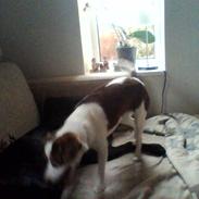 Dansk svensk gaardhund malie kaldt malle