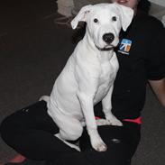 Blanding af racer Nico