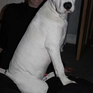 Blanding af racer Nico