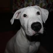 Blanding af racer Nico