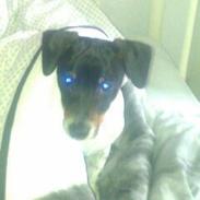 Dansk svensk gaardhund Balder