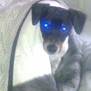 Dansk svensk gaardhund Balder