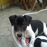 Dansk svensk gaardhund Balder