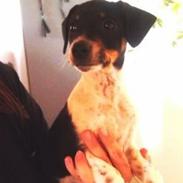 Dansk svensk gaardhund Balder