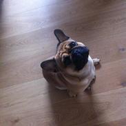 Blanding af racer Felix