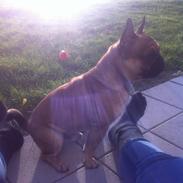 Blanding af racer Felix