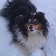 Shetland sheepdog Cindie, (Shelstream's Queen of the night)