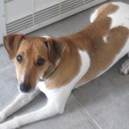 Dansk svensk gaardhund Frida