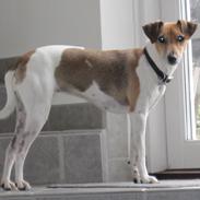 Dansk svensk gaardhund Frida