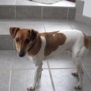 Dansk svensk gaardhund Frida