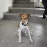 Dansk svensk gaardhund Frida