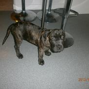 Cane corso shiva