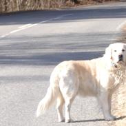 Golden retriever Jabbering Arrezo