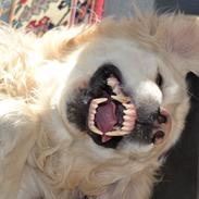 Golden retriever Jabbering Arrezo