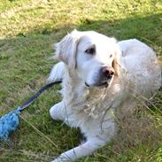 Golden retriever Jabbering Arrezo