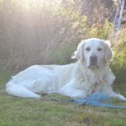 Golden retriever Jabbering Arrezo