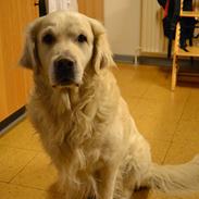 Golden retriever Jabbering Arrezo