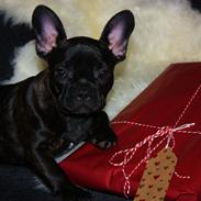 Fransk bulldog Carla