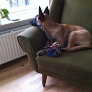 Malinois Kiki Alias Kiksen