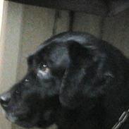 Labrador retriever Trunte