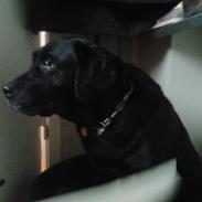 Labrador retriever Trunte