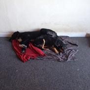 Blanding af racer Luna