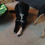 Blanding af racer Luna