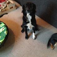 Blanding af racer Luna