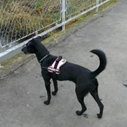 Blanding af racer Miss Molly