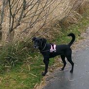 Blanding af racer Miss Molly