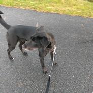 Blanding af racer Miss Molly