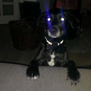 Blanding af racer Miss Molly