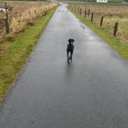 Blanding af racer Miss Molly