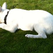 Hvid Schweizisk Hyrdehund RIF