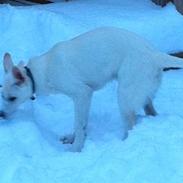 Hvid Schweizisk Hyrdehund RIF