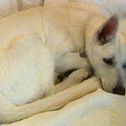 Hvid Schweizisk Hyrdehund RIF