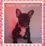 Fransk bulldog Daisy
