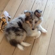 Shetland sheepdog Balto