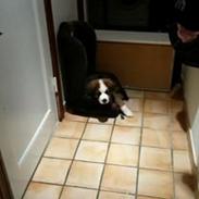 Sankt bernhardshund Nana