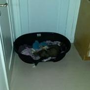 Sankt bernhardshund Nana