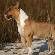 Bullterrier Dexter