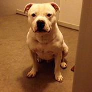 Staffordshire bull terrier Albert - Deestaff Lethal Beso of Dugar