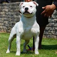 Staffordshire bull terrier Albert - Deestaff Lethal Beso of Dugar